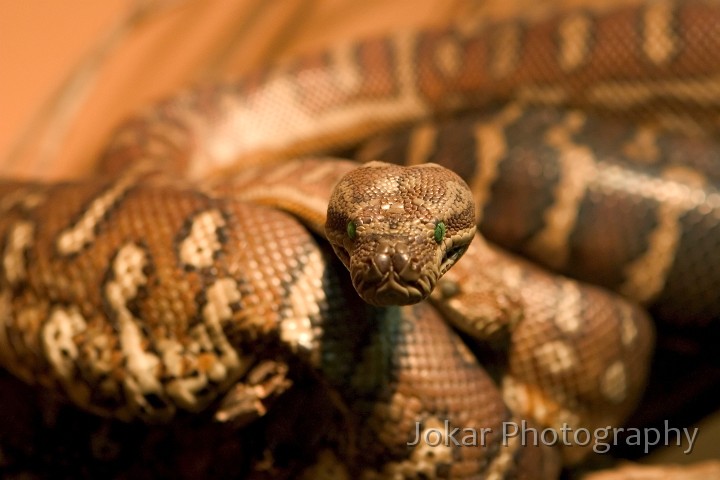 Reptile Centre_20051003_001.jpg - Carpet snake, National Reptile Centre, Canberra ACT